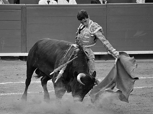 Español Fiesta: Taurino. Durante La Tercera Banderillas, El Torero Ataca Al  Toro En La Parte Superior Y Lo Apuñala Un Par De Banderillas Fotos,  retratos, imágenes y fotografía de archivo libres de