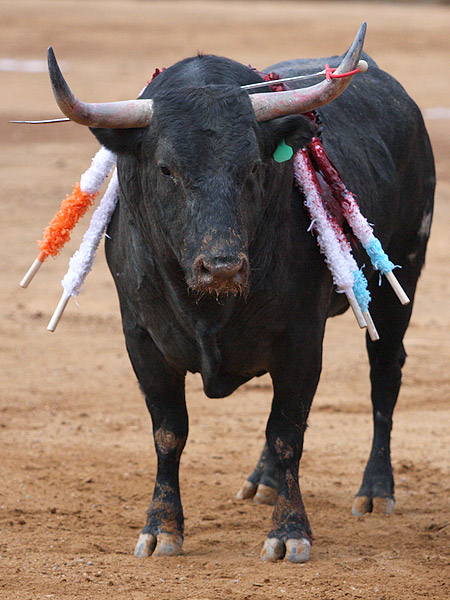 Toro bien armado