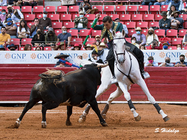 Dando el pecho del caballo