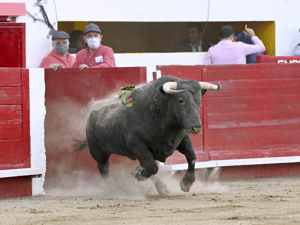 Salta a la arena el primero