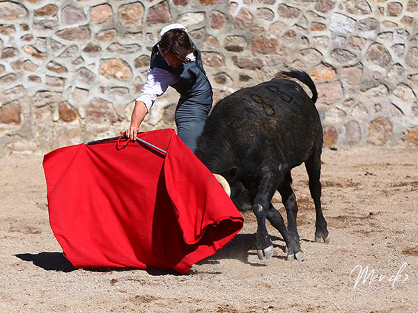 Ceidos muletazos