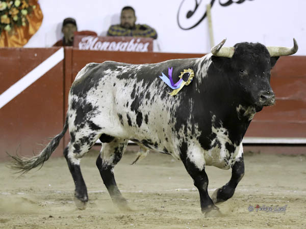 Un burraco, en Torrestrella