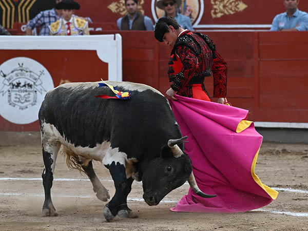 Berrendo de San Isidro