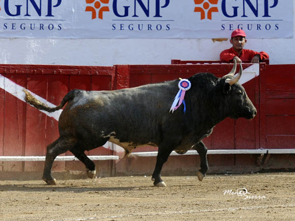 Salta a la arena el primero