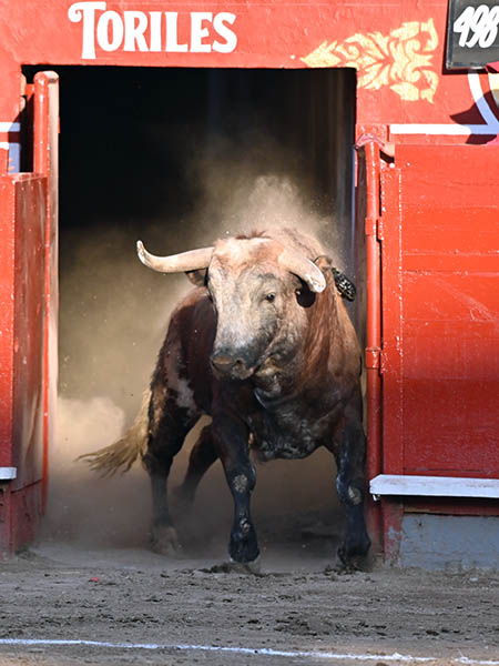 Salta a la arena el salinero