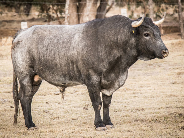 El Toro en su habitat