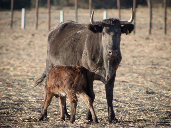 La belleza del campo Bravo