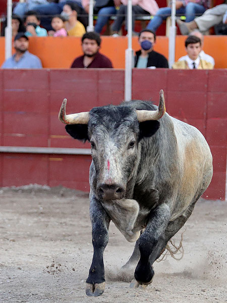 Novillada bien presentada