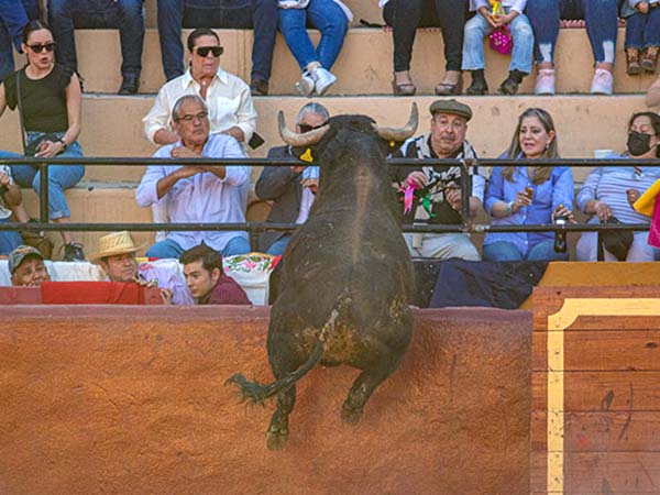 Pnico en los aficionados