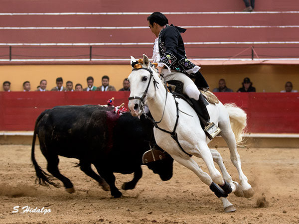 Novillo con bravura