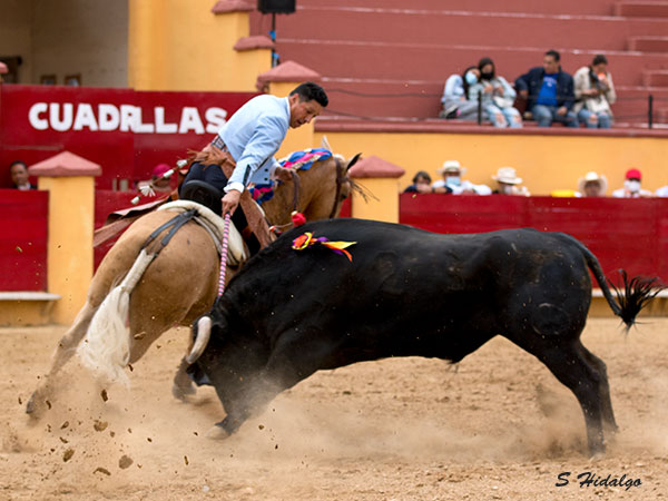 Excelente novillo