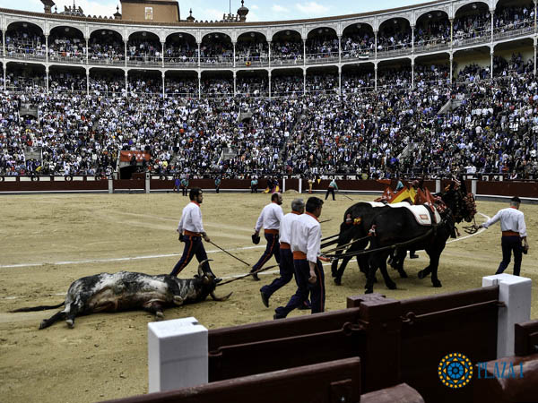 Buen toro de Victoriano