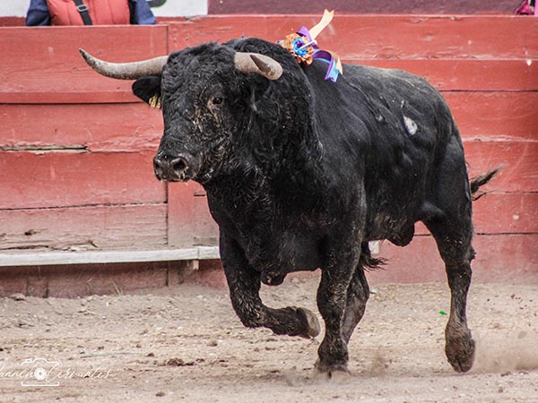 Emocin en el ruedo