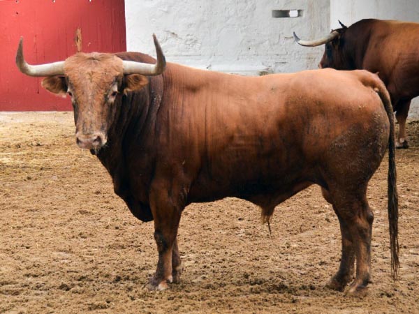 Toro de Torrealta