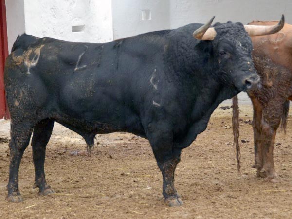 Toro de Pedraza de Yeltes