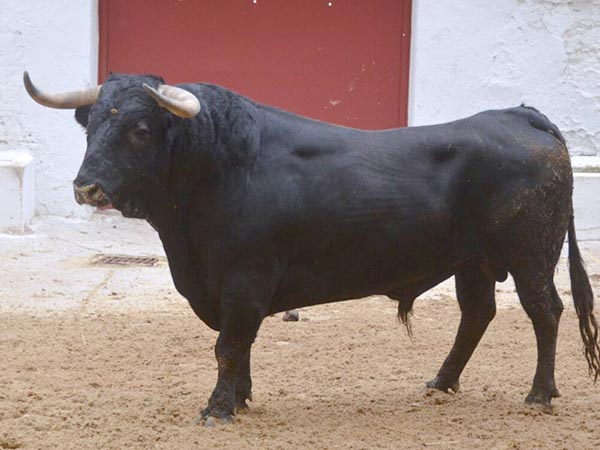 Toro de La Palmosilla