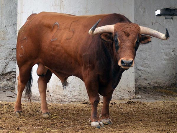 Toro de El Tajo