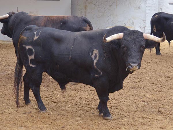 Toro de Alcurrucn