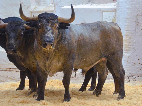 Toro de Adolfo Martn