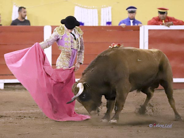 Mecidas vernicas