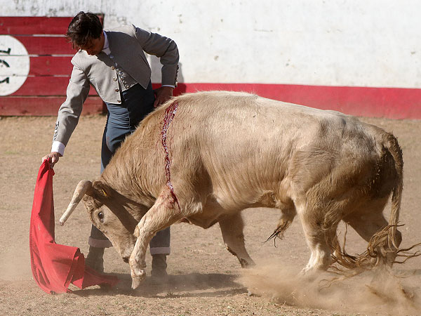 Mauricio probando un semental