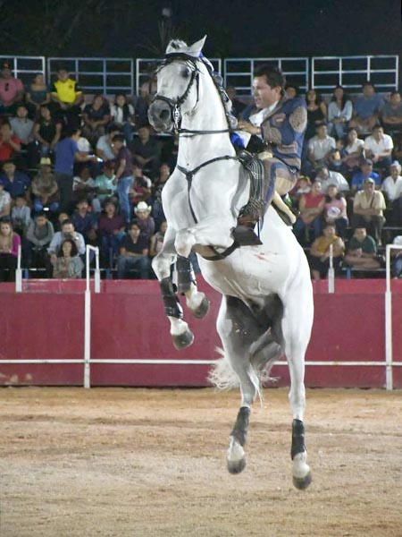 El tordo en alzada