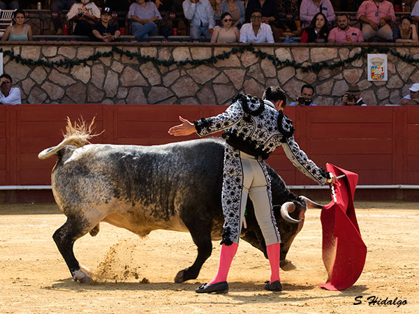 Consintiendo al toro