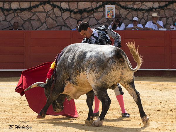 Adaptndose al toro mexicano