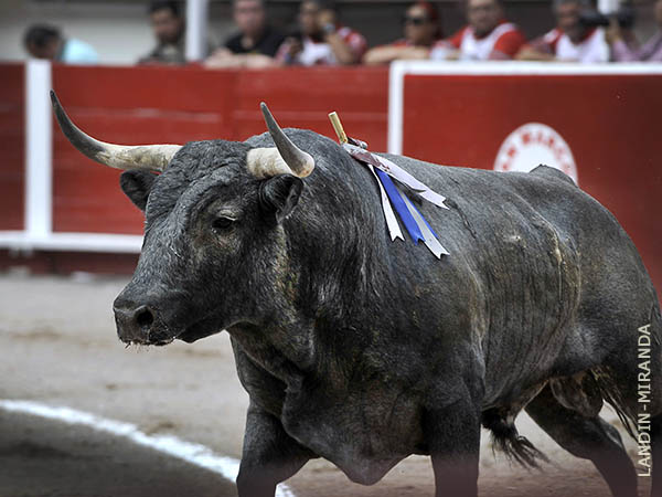 Un toro encastado, corrido segundo