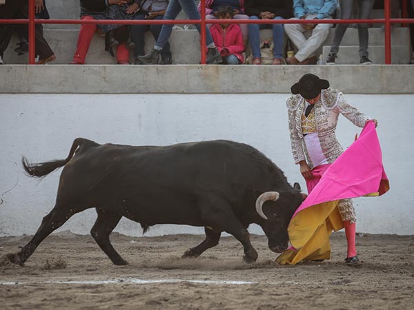 Mecidas vernicas