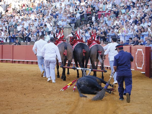 Palmas a los despojos del ejemplar