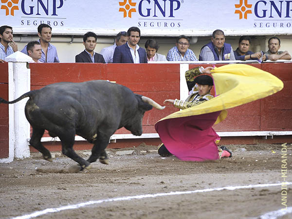 Larga de hinojos en el saludo