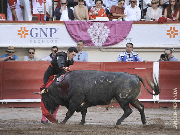 Despach al toro de Macas