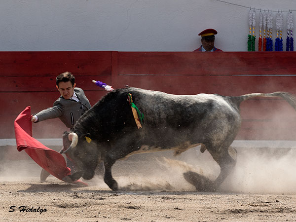 Toro de alta nota