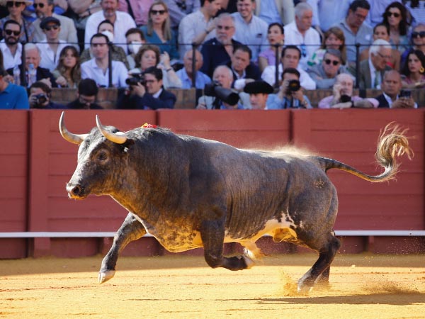 Un crdeno en la arena