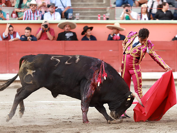 Acariciando la embestida