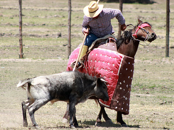 La prueba ante el picador