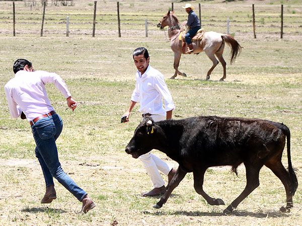 Ponindolo al picador por colleras