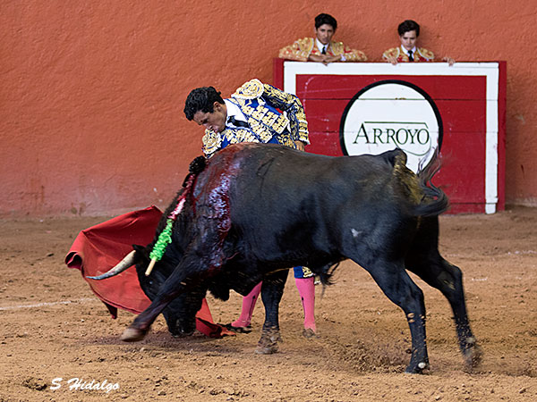 Templando la embestida