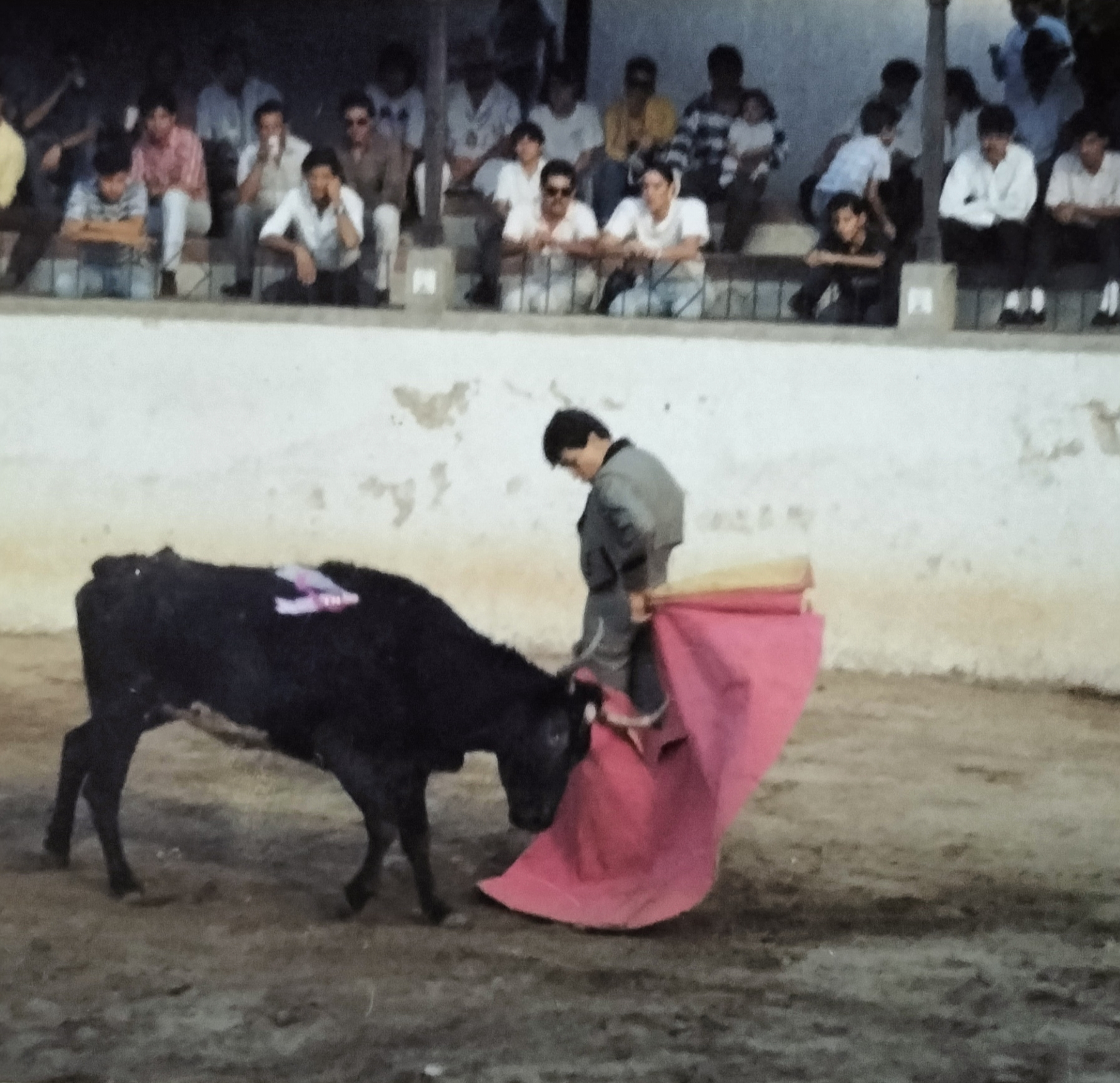 Primeros pasos en el toro