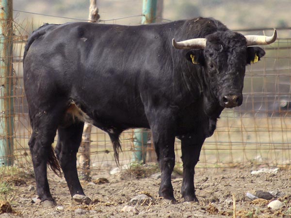 Toro No. 577, (Reyes Huerta)