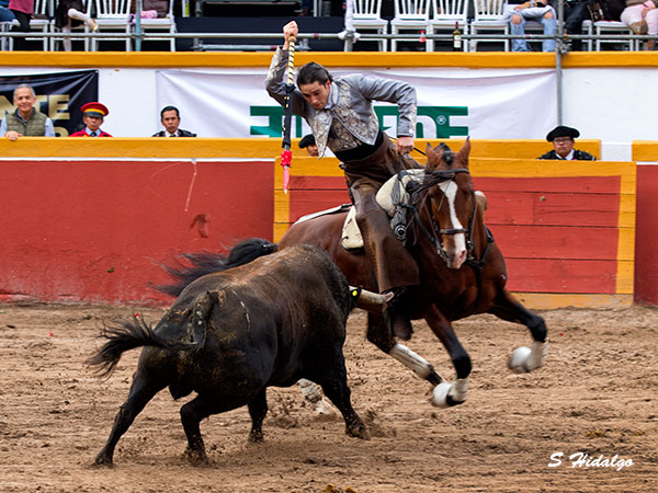 Dando el pecho del caballo