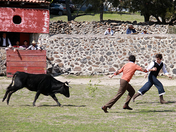 Tentando por colleras