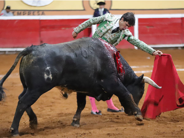 Acoplndose al toro mexicano