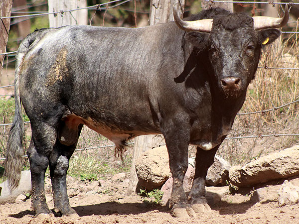 No. 6, Campero, con 480 kg.