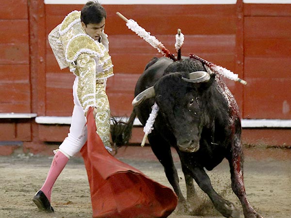 La cabeza alta