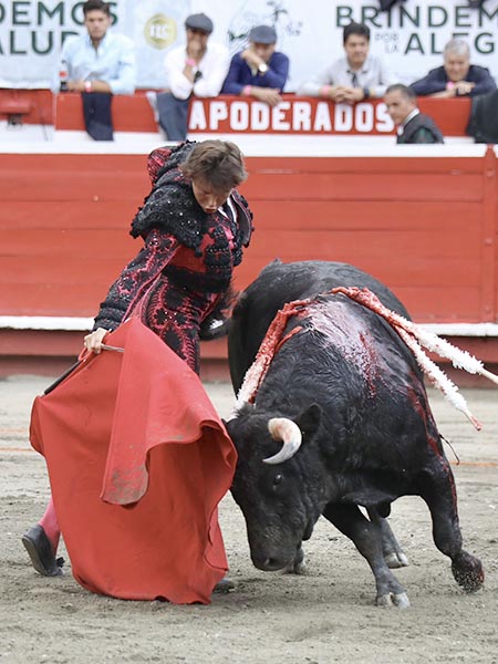 Gran ejemplar de Gutirrez