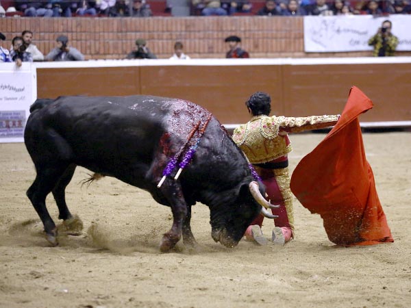 Valor de joven torero