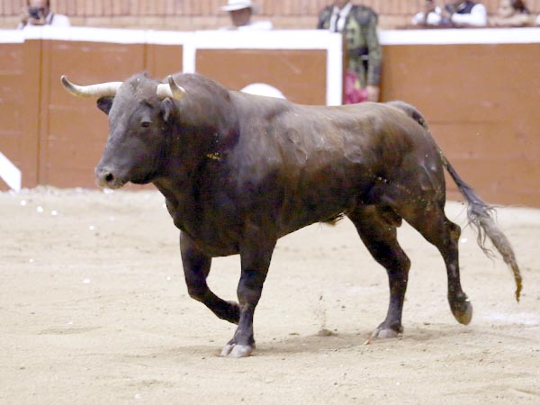 Bella lmina del chorreado