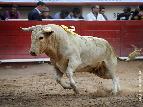 Un jabonero sucio, de encaste Domeq